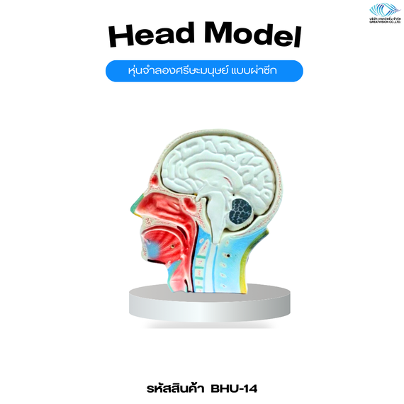 หุ่นจำลองศรีษะมนุษย์ แบบผ่าซีก  Head Model
