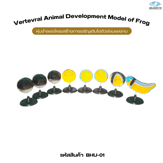 หุ่นจำลองโครงสร้างการเจริญเติบโตตัวอ่อนของกบ  ( Vertevral Animal Development Model of Frog )