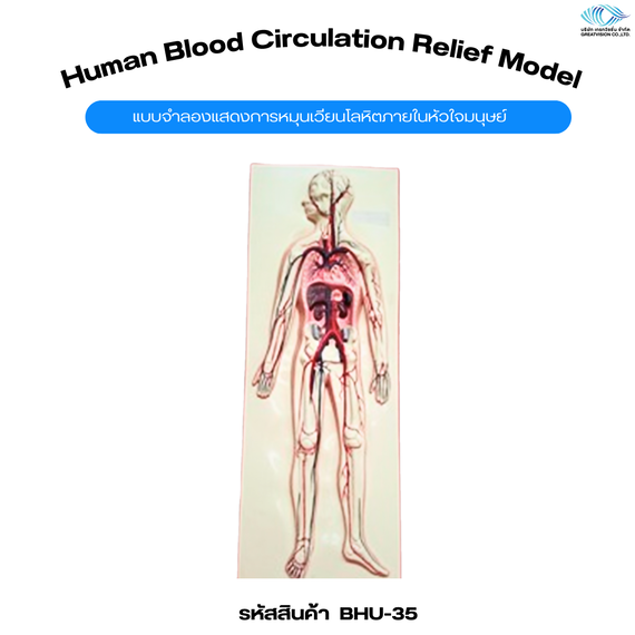 แบบจำลองแสดงการหมุนเวียนโลหิตภายในหัวใจมนุษย์  Human Blood Circulation Relief Model
