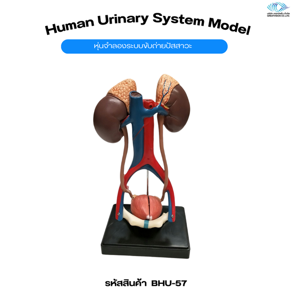 หุ่นจำลองระบบขับถ่ายปัสสาวะ  Human Urinary System Model
