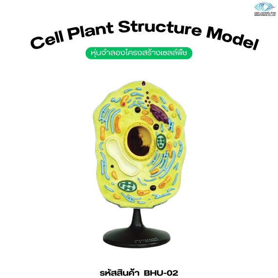 หุ่นจำลองโครงสร้างเซลล์พืช ( Cell Plant Structure Model ) 