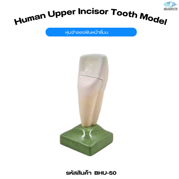 หุ่นจำลองฟันหน้าซี่บน  Human Upper Incisor Tooth Model
