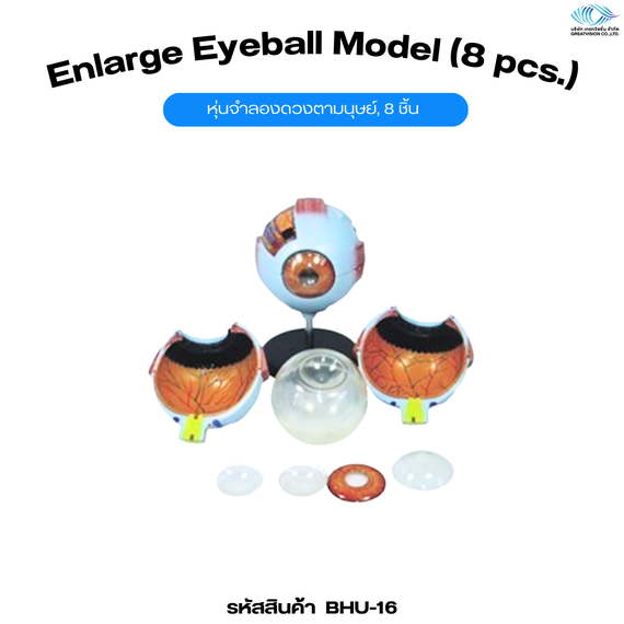 หุ่นจำลองดวงตามนุษย์ 8 ชิ้น  Enlarge Eyeball Model (8 pcs.)