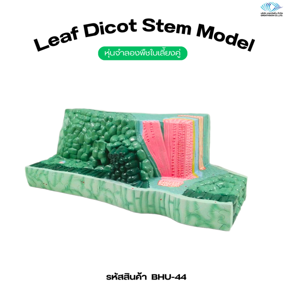 หุ่นจำลองพืชใบเลี้ยงคู่  Leaf Dicot Stem Model
