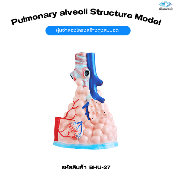 หุ่นจำลองโครงสร้างถุงลมปอด  Pulmonary alveoli Structure Model