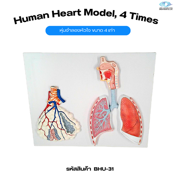 แบบจำลองการทำงานระบบการหายใจ  Human Respiratory System Relief Model