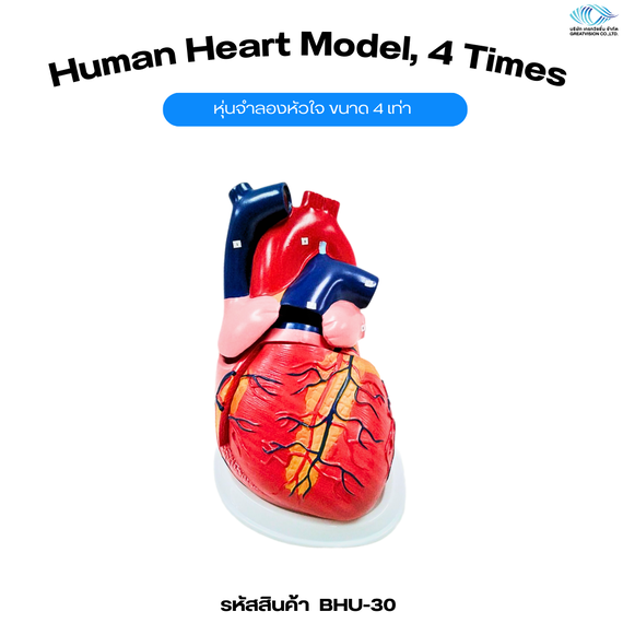 หุ่นจำลองหัวใจ ขนาด 4 เท่า  Human Heart Model, 4 Times
