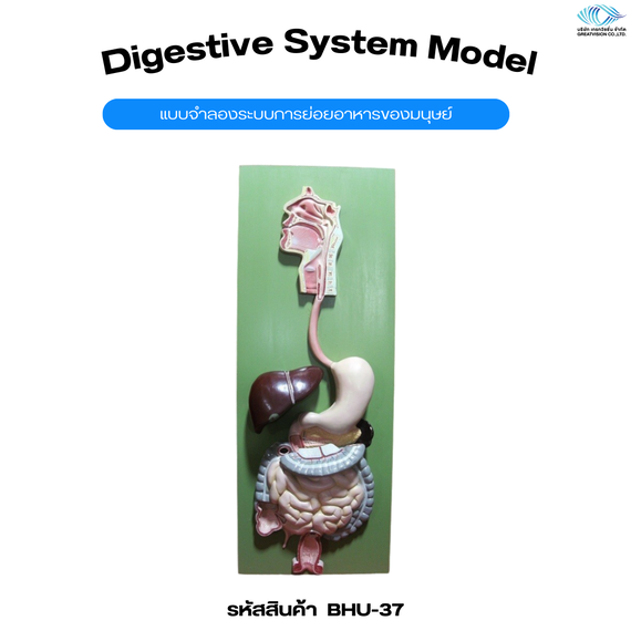 แบบจำลองระบบการย่อยอาหารของมนุษย์  Digestive System Model