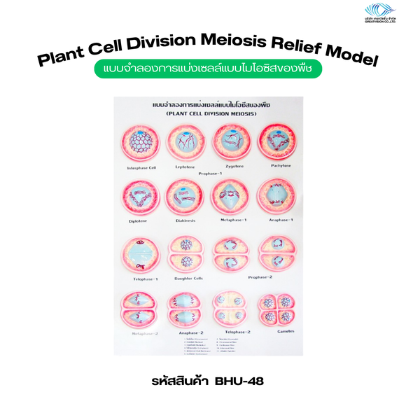 แบบจำลองการแบ่งเซลล์แบบไมโอซิสของพืช  Plant Cell Division Meiosis Relief Model
