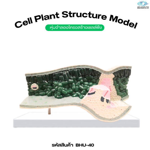 หุ่นจำลองปากใบ  Stomata Model